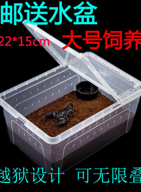 蝎子饲养盒守宫饲养箱