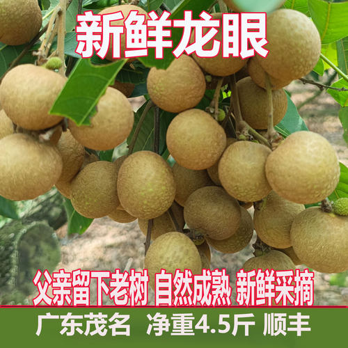 广东茂名石硖龙眼新鲜现摘现发