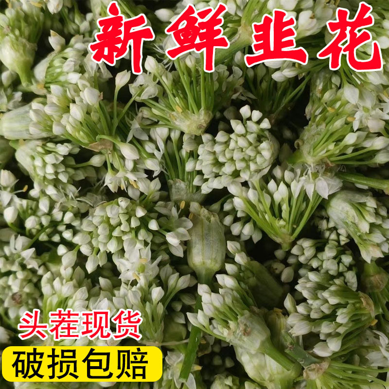 韭菜花新鲜现摘野生山东头茬嫩韭花酱肚包肉蘸料咸菜花骨朵苞蔬菜