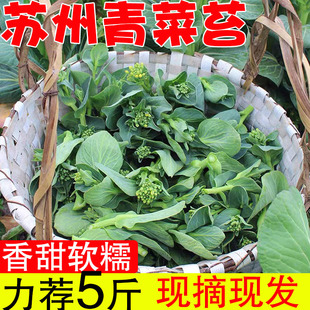 农家菜苔新鲜菜心菜薹小青菜蔬菜苏州青矮脚苏北青菜霜冻霜打菜芯