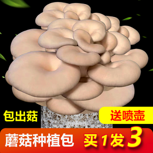 【买1发3送喷壶】蘑菇种植包 家庭亲子学校平菇菌包 自种食用菌菇