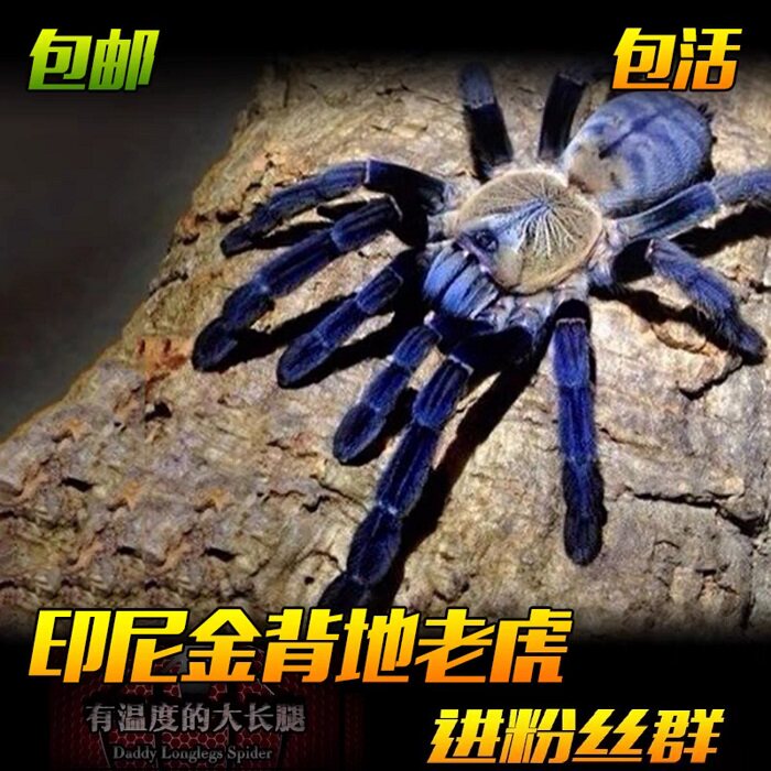 印尼金背地老虎树栖地老虎凶猛宠物蜘蛛活体金色背甲