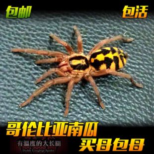 哥伦比亚南瓜大种新手蜘蛛宠物入门温顺宠物可爱可上手捕鸟蛛