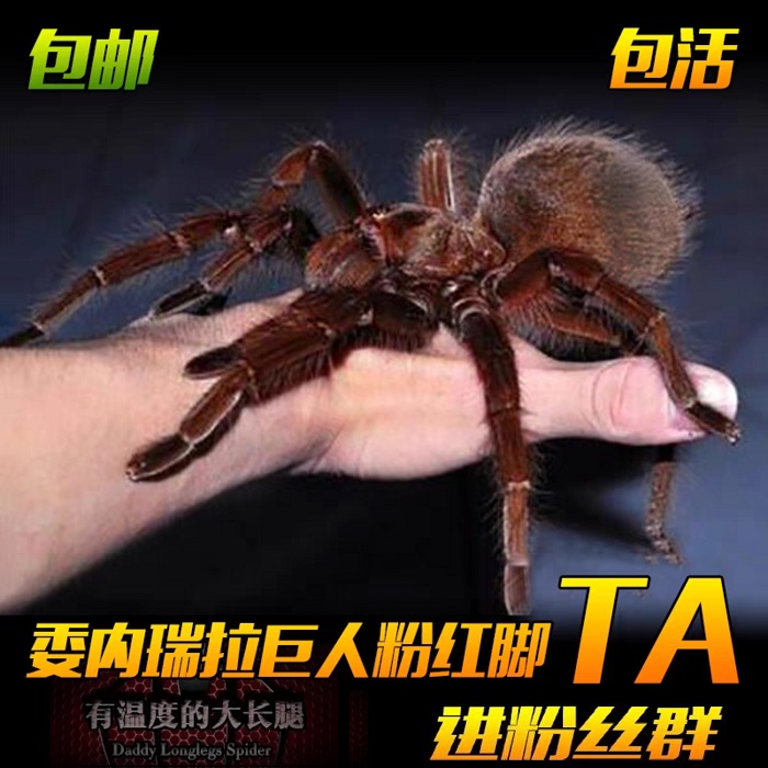委内瑞拉巨人粉红脚 ta大型地栖蜘蛛捕鸟蛛宠物蜘蛛活体高端收藏