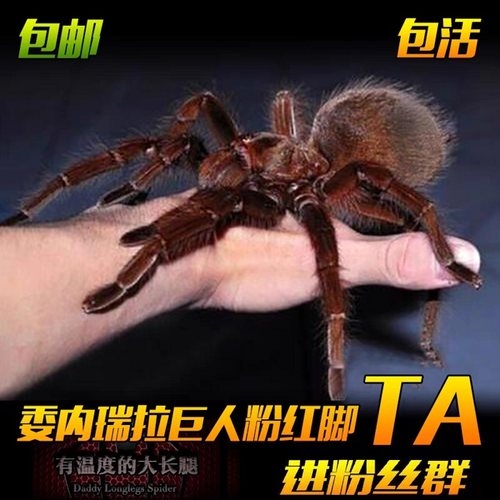 委内瑞拉巨人粉红脚 ta大型地栖蜘蛛捕鸟蛛宠物蜘蛛活体高端收藏