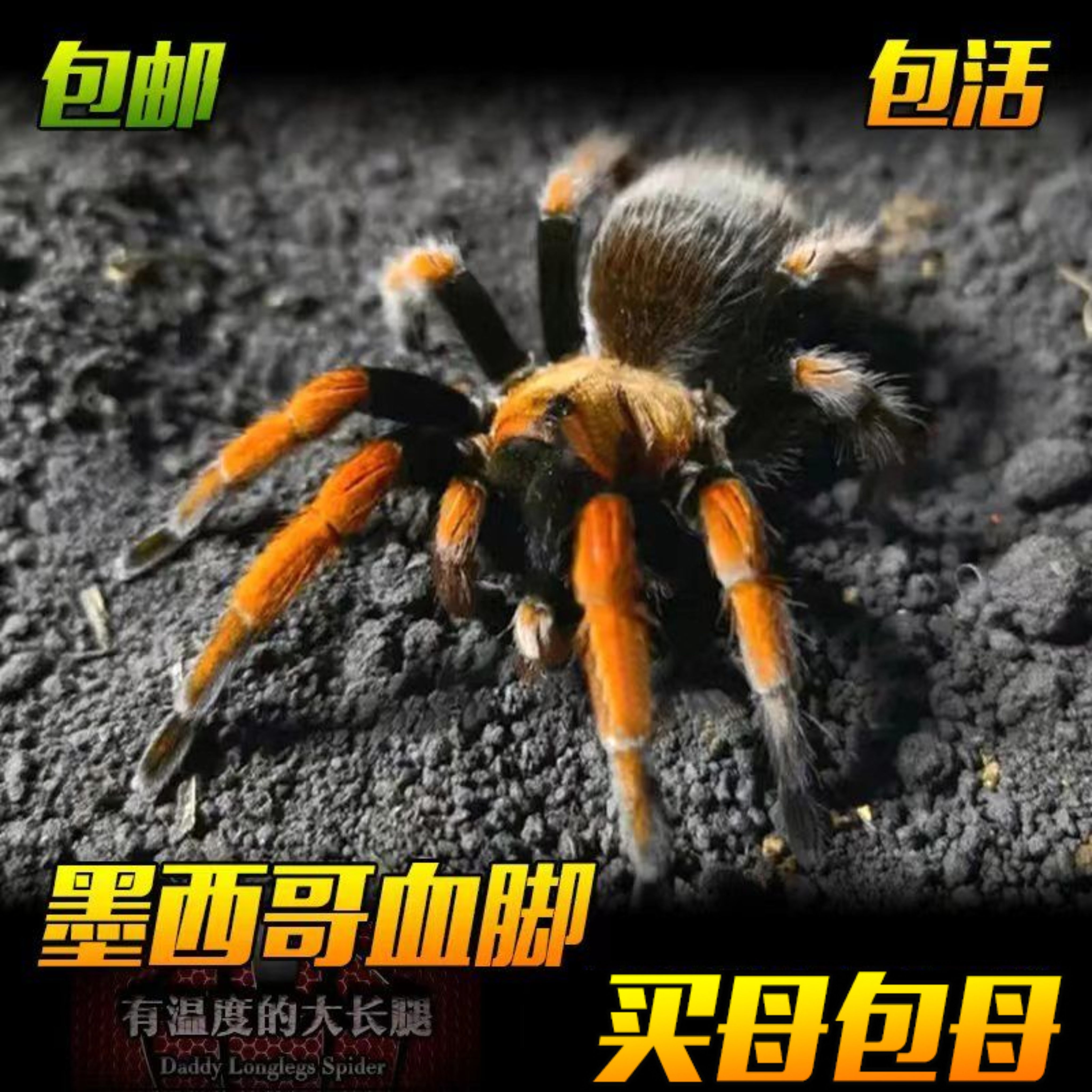 APH血脚蜘蛛温顺可上手新手入门好养宠物活体耐活可爱爬宠寿命长