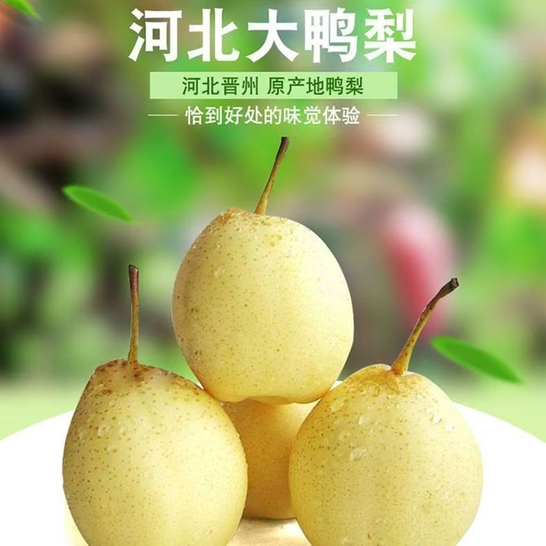 河北大鸭梨水晶梨脆甜多汁包邮
