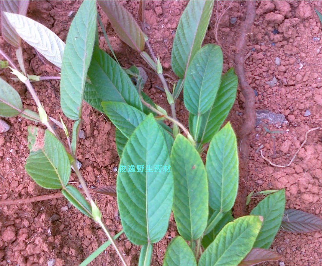 纯正中草药材葫芦茶  金剑草  发货为全草切好的干品500克