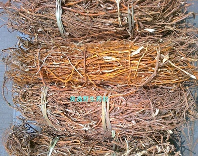 野生桑树根中药材