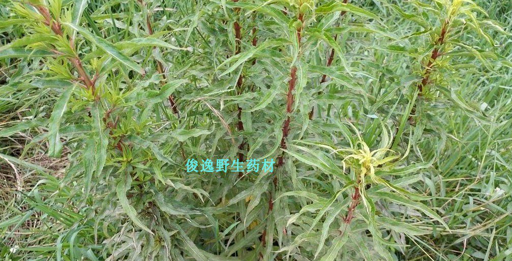 野生赶黄草水杨柳中药材