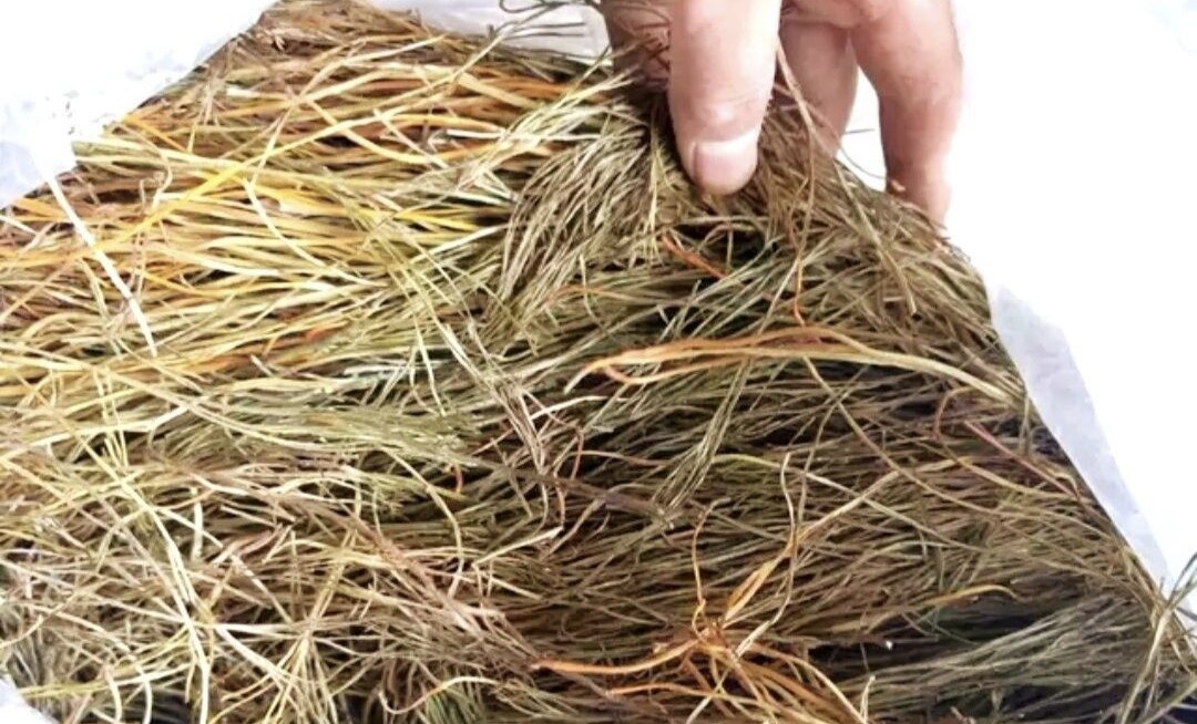中药材石刷把 松叶蕨 石寄生 岩丝铁石松 竹寄生 干品500克