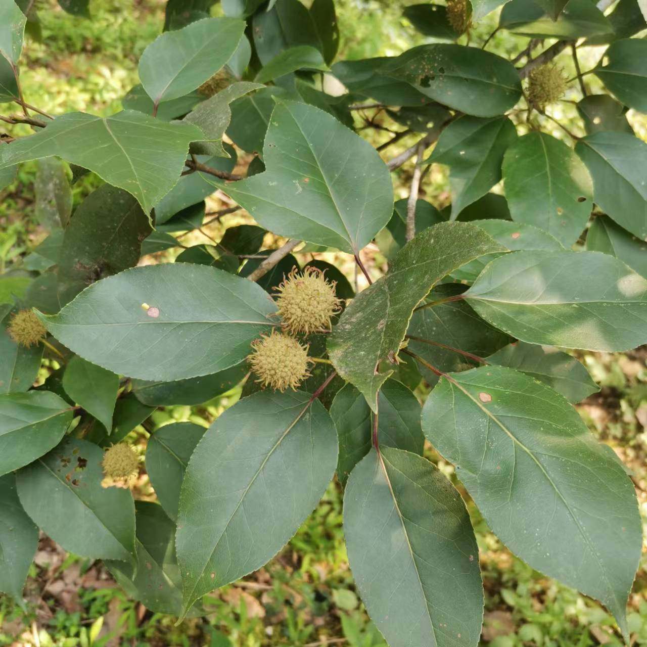 正宗中药材半枫荷根半枫荷枫荷桂根半边枫干品纯根500克