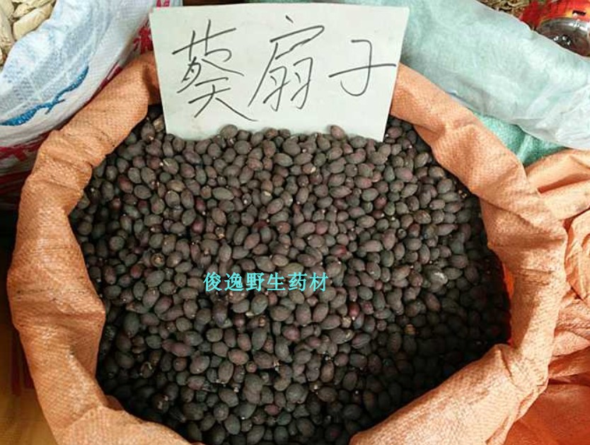 纯正中药材蒲葵子 葵扇子 葵扇籽 葵树籽 葵树子 新货干品