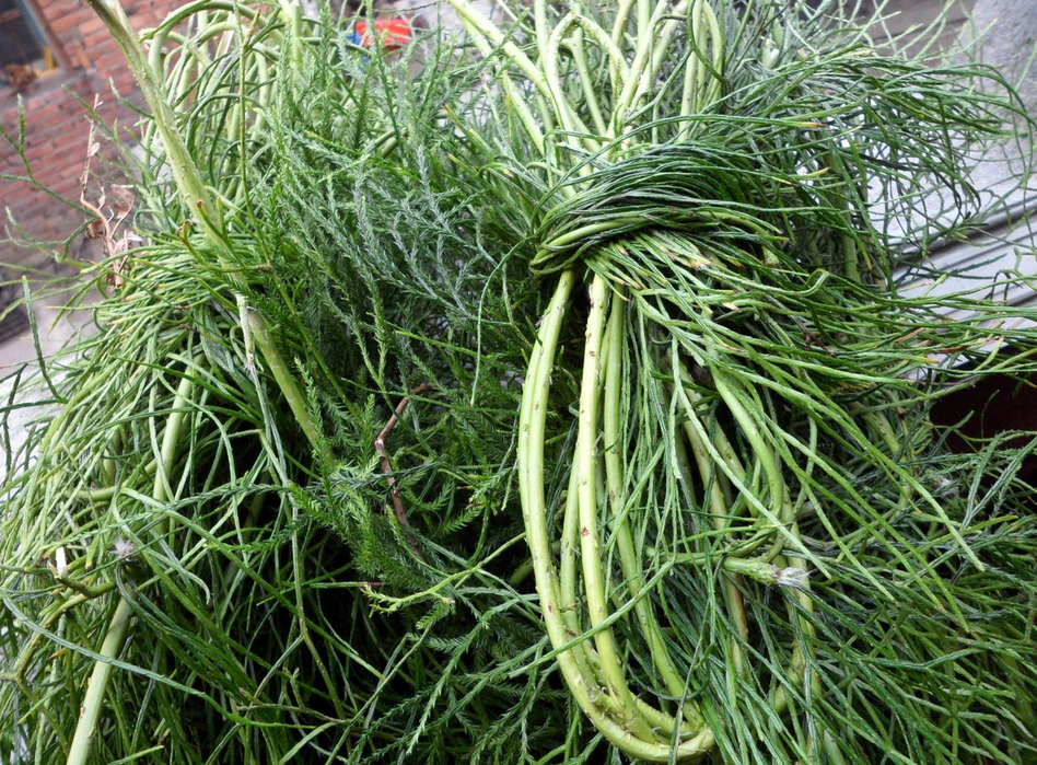 中草药舒筋草大伸筋草 马尾伸筋草,藤石松 欧阳路 全草干品500克