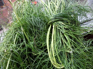 中草药舒筋草大伸筋草 马尾伸筋草，藤石松 欧阳路 全草干品500克