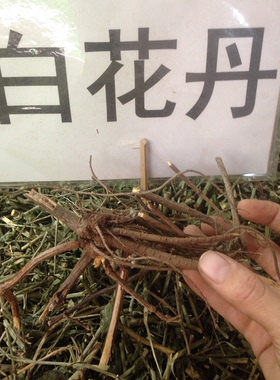 中草药材百花丹根 白花丹根 一见消 山坡岭 白雪花 根带茎叶