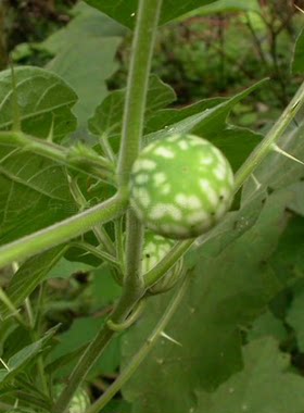 野生清热新鲜中草药