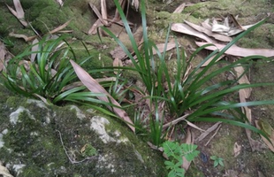 正品中草药水菖蒲\水昌  茎蒲 昌蒲 石菖蒲 纯根干品500克