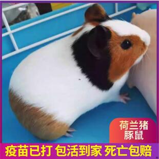荷兰猪活物宠物荷兰鼠豚鼠荷兰兔彩豚白豚老鼠兔活物幼崽疫苗已打