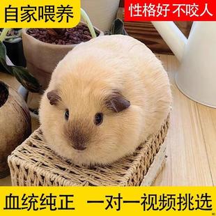 荷兰猪活物豚鼠活体小宠物天竺鼠彩豚自家繁殖小宠物学生宿舍饲养