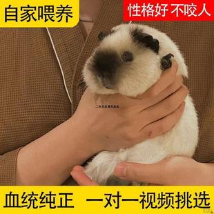 荷兰猪卡皮巴拉公仔活物已打疫苗温顺豚鼠活体天竺鼠活物小宠物