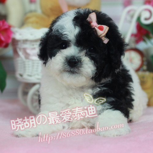 花色活体贵宾纯种幼犬