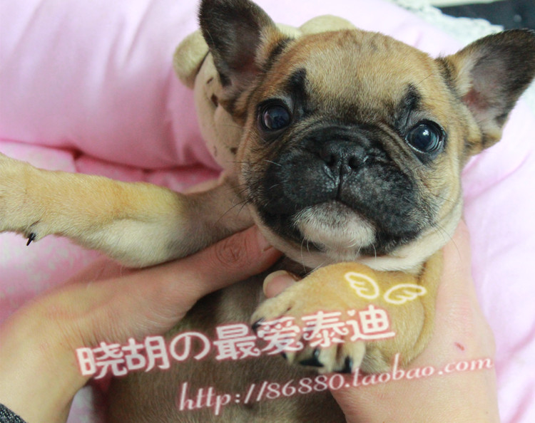 【小胡】纯种法国斗牛犬 幼犬 驼色斗牛犬奶油色斗牛犬活体宠物公