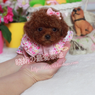 【小胡】纯种泰迪幼犬出售 宠物小狗 微小茶杯犬 活体宠物 狗狗母