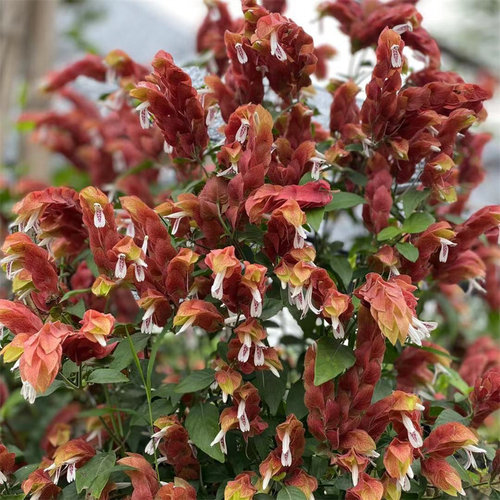 带花奇特红虾衣花四季阳台室内盆栽红虾花虾夷花苗形似奇妙多年生