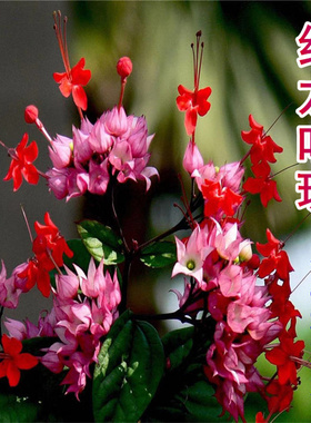 红色九龙吐珠 阳台盆栽红萼龙吐珠 麒麟龙吐珠攀援爬藤红龙吐珠花