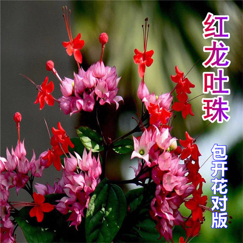 龙吐珠盆栽红萼龙吐珠爬藤花卉