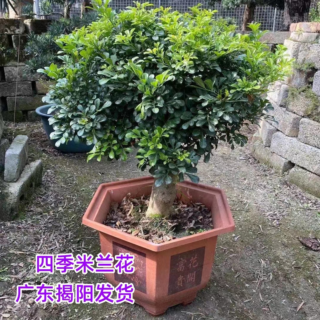 四季开花米兰花苗 阳台庭院盆栽芳香米兰花 四季米兰花 独杆米兰