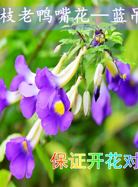 硬枝老鸭花 鸭嘴花阳台庭院盆栽蓝吊钟 月亮仙子四季开花蓝色花卉