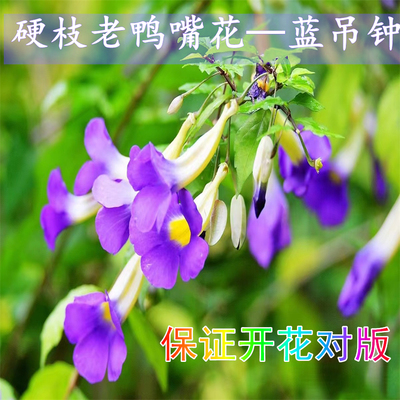 硬枝老鸭花盆栽多色可选四季开花