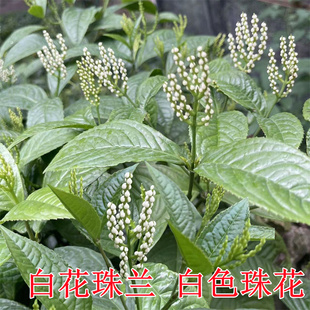 白珠兰花 阳台室内盆栽珠兰花 四季常绿大叶珠兰花金粟兰白色珠兰