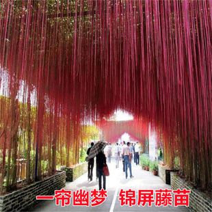 阳台庭院盆栽一帘幽梦 锦屏藤苗 龙须草 富贵帘 蔓地榕 珠帘藤苗