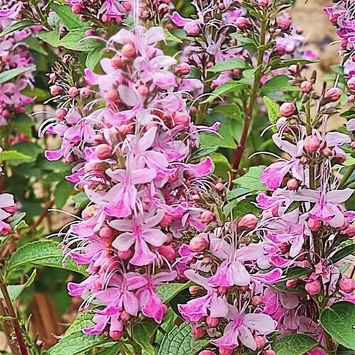 带花粉色蝴蝶花多年生盆栽蝴蝶花