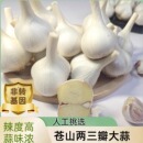 25年正宗苍山两三瓣大蒜新干蒜辣香黏脆三瓣蒜3 5斤