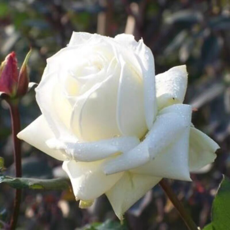 新品白巧克力月季玫瑰特大花苗切花盆栽四季灌木庭院阳台花卉植物