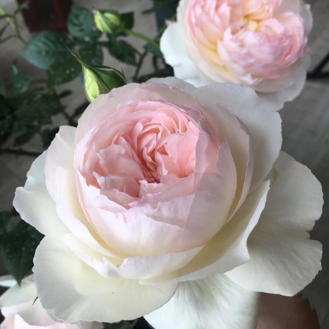 大花浓香灌木波莱罗月季菠萝蜜白色丰花阳台庭院盆栽玫瑰四季开花