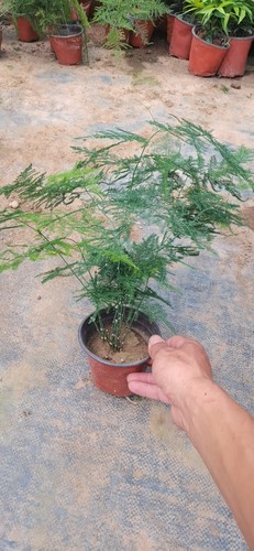 文竹盆栽植物室内净化空气办公室绿植花卉盆栽盆景四季常青小盆栽