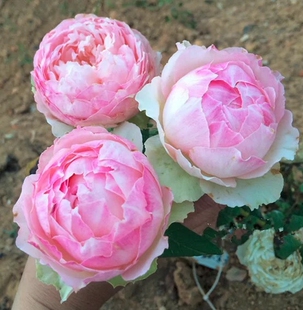 新品日本月季 佩尔朱克 佩朱 强香大包子 阳台盆栽