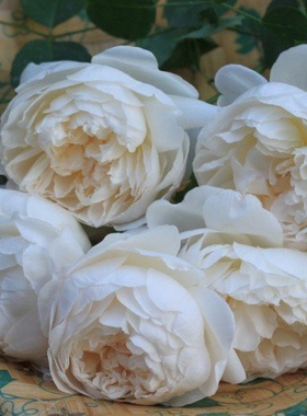 格拉米斯城堡（The Alnwick Rose ）（盆栽苗）