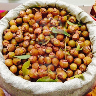 25年新货新鲜野生无患子果实圆皂角褐果洗手果含果皮核1斤无硫熏