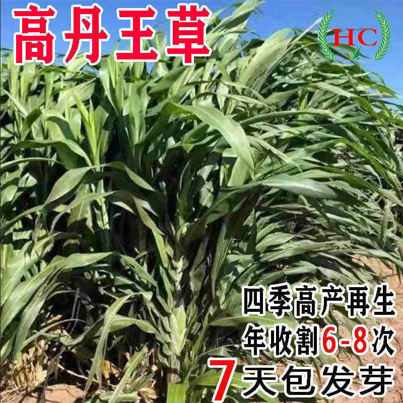 进口大力士甜高粱畜牧高丹王草牧草种子四季多年生养牛羊鱼草种籽