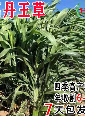 进口大力士甜高粱畜牧高丹王草牧草种子四季多年生养牛羊鱼草种籽