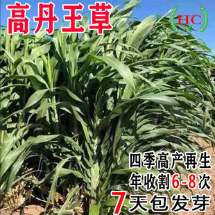 进口大力士甜高粱畜牧高丹王草牧草种子四季多年生养牛羊鱼草种籽