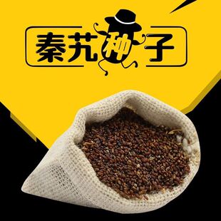 出售药材新品秦艽种子麻花九秦久秦艽秦玖种籽四季播种包邮