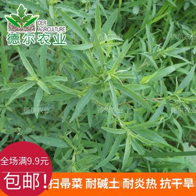 扫帚菜扫帚苗种子绿叶地肤草种子孔雀松四季野菜蔬菜种孑庭院室外