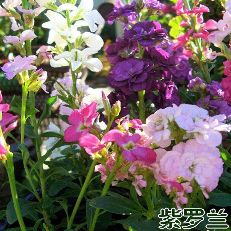 紫罗兰种子园林绿化盆栽四季种易种易活草花卉种子花籽包邮室内仔